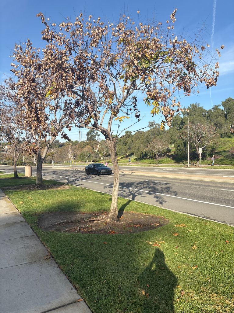Pinus halepensis, before recovery from bark beetle in Southern California