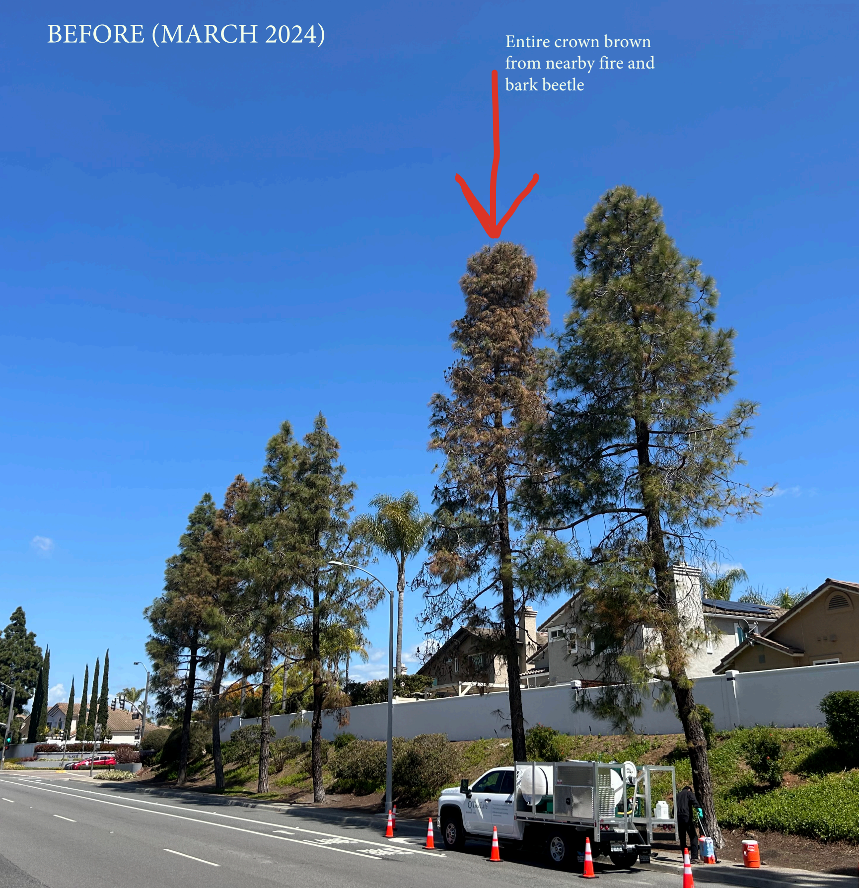 eucalyptus tree before restoration