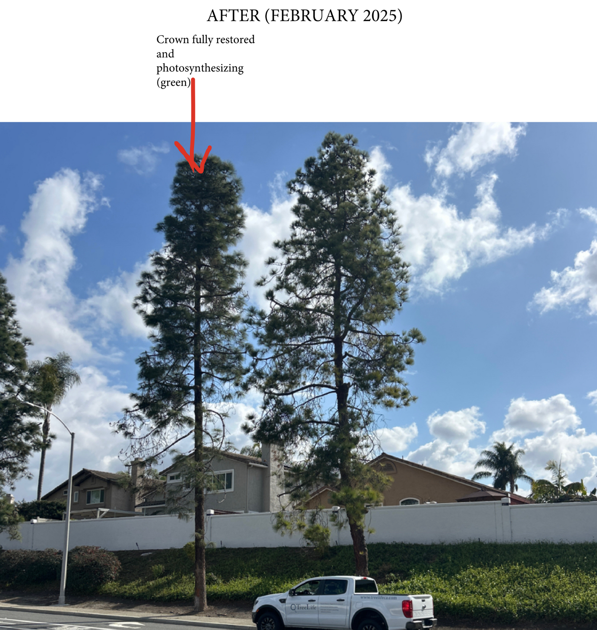 Eucalyptus tree after arborist care