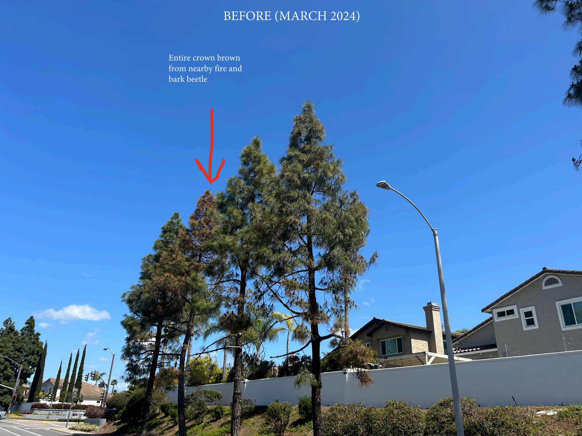 Eucalyptus tree after arborist care