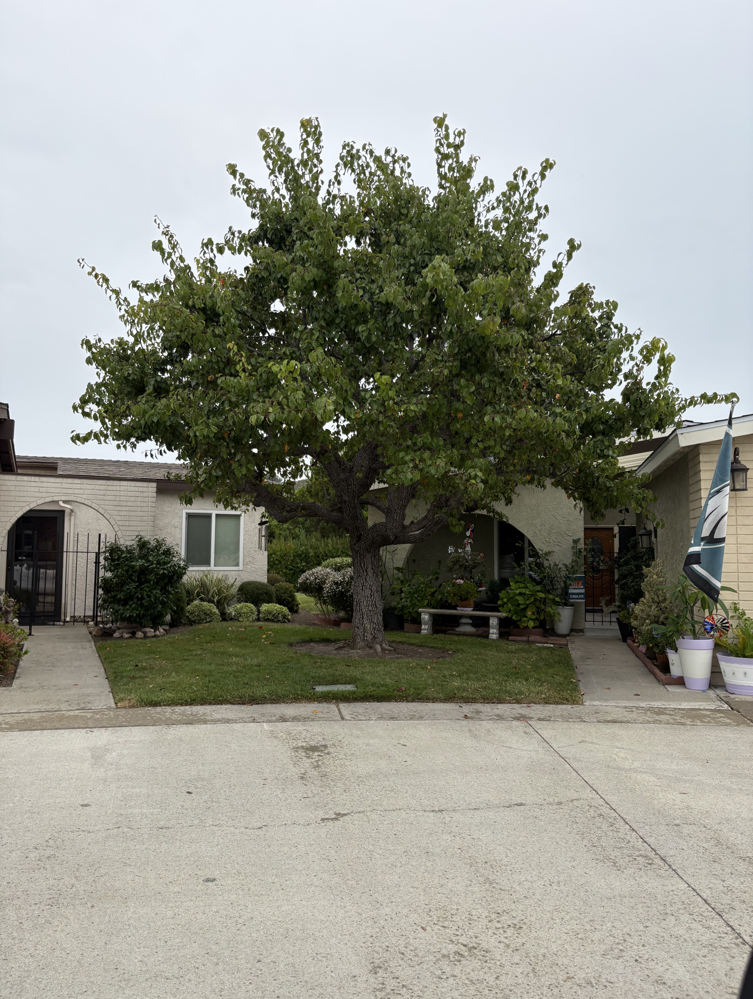 Palo verde tree before restoration