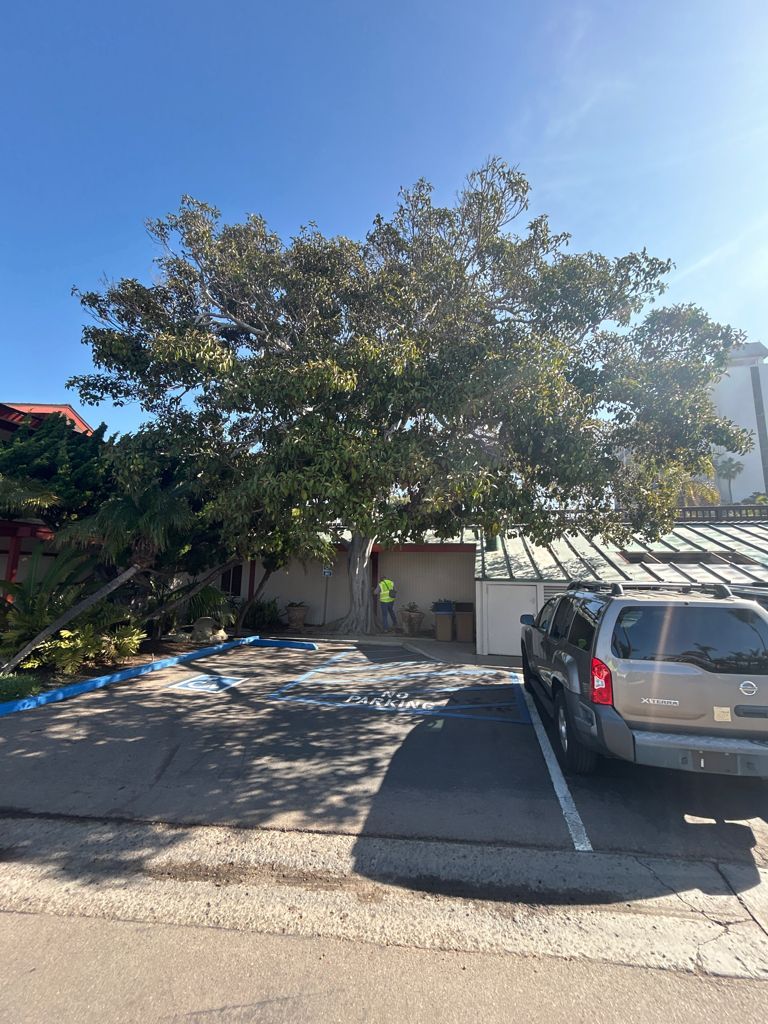 Palo verde tree after arborist care
