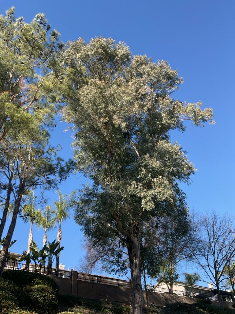 Eucalyptus tree after arborist care