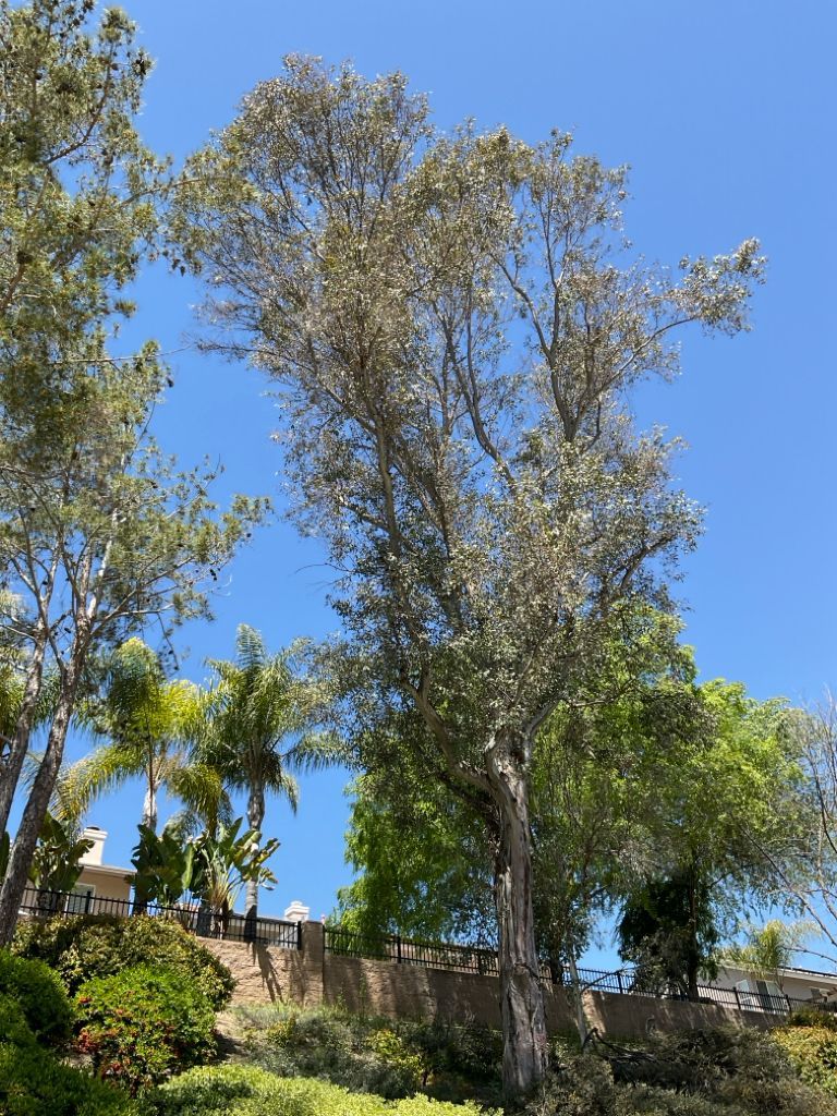 eucalyptus  tree before restoration