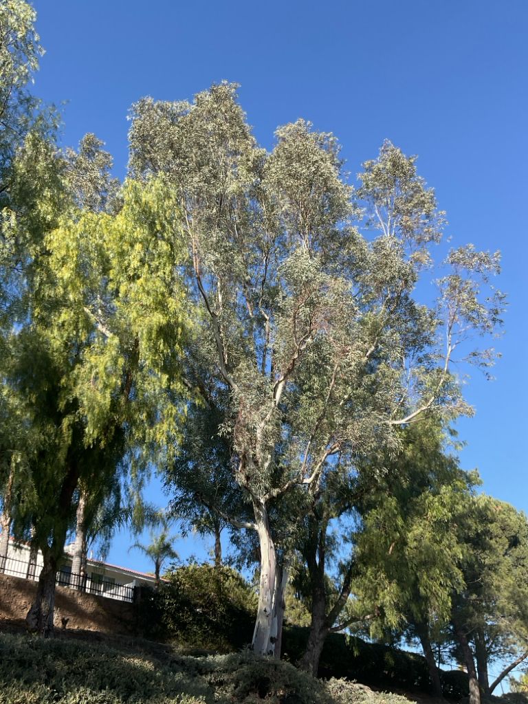 eucalyptus tree before restoration