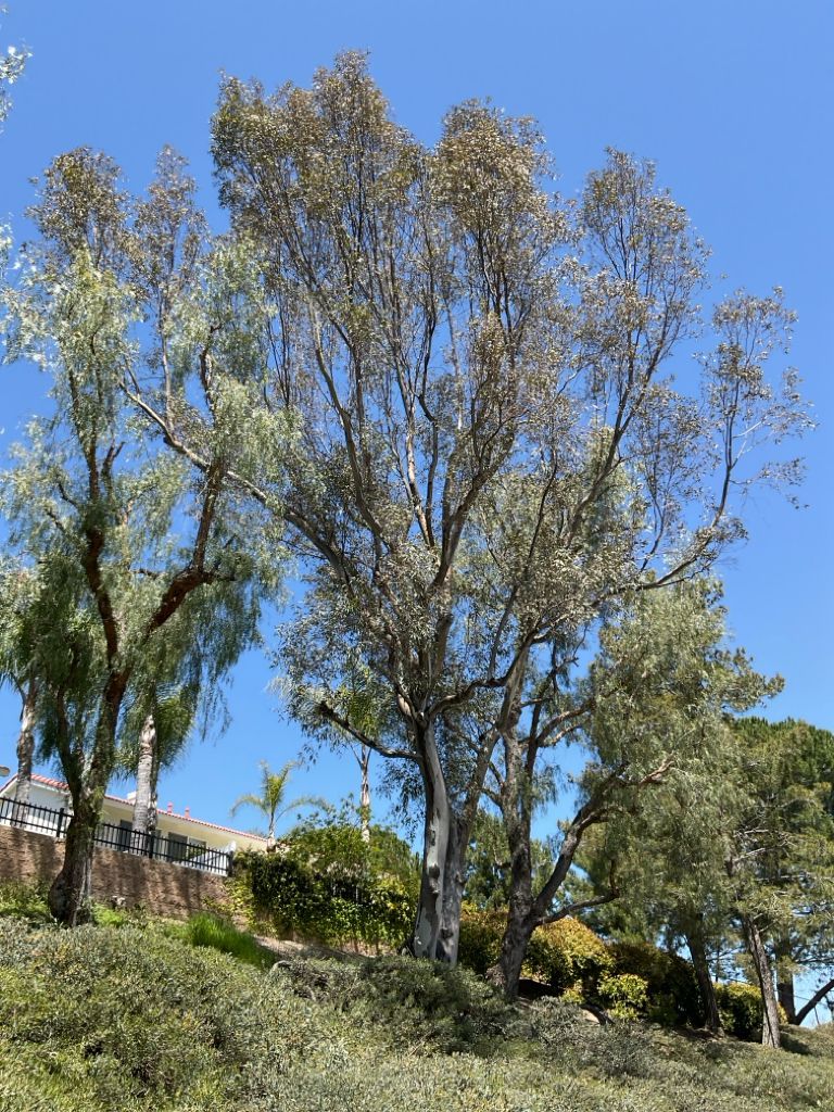 eucalyptus  tree before restoration