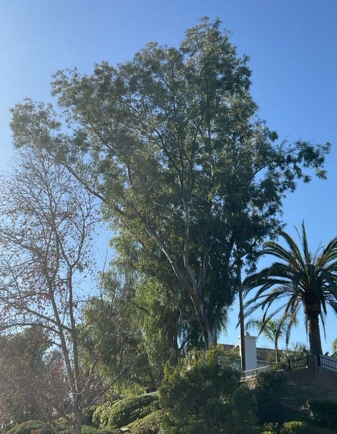 Eucalyptus tree after arborist treatment