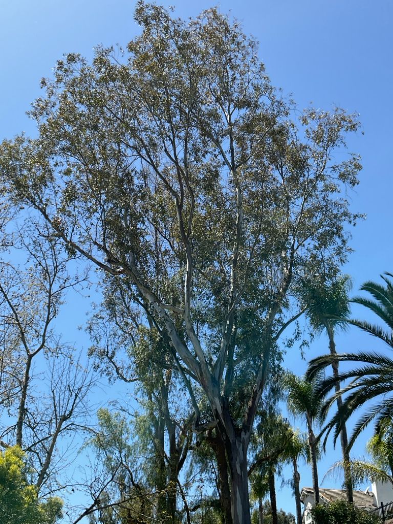 Eucalyptus tree after arborist treatment