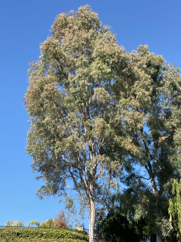 Eucalyptus tree before treatment