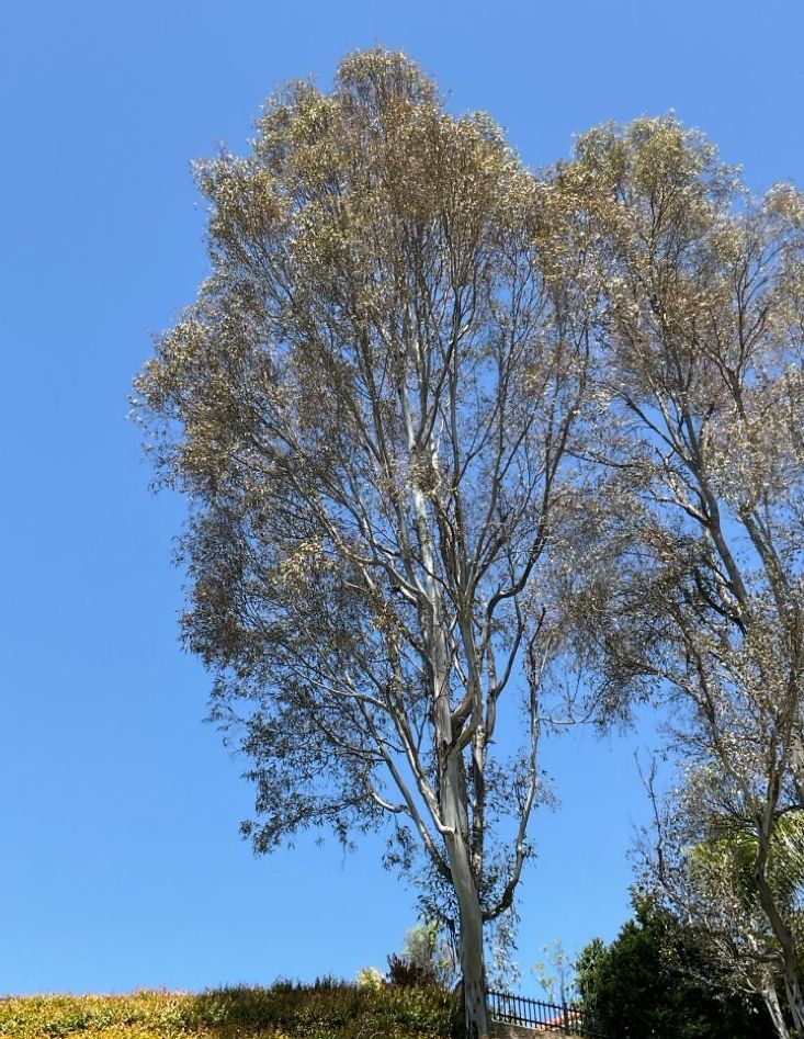 Eucalyptus tree before treatment