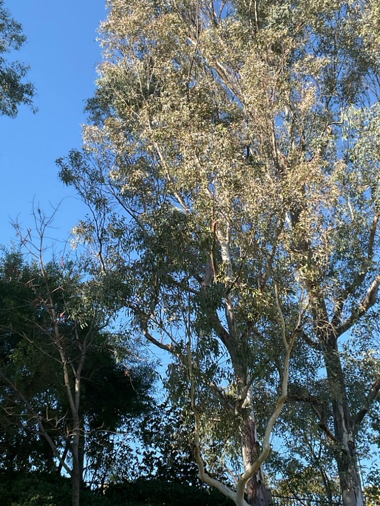 Eucalyptus tree after arborist care