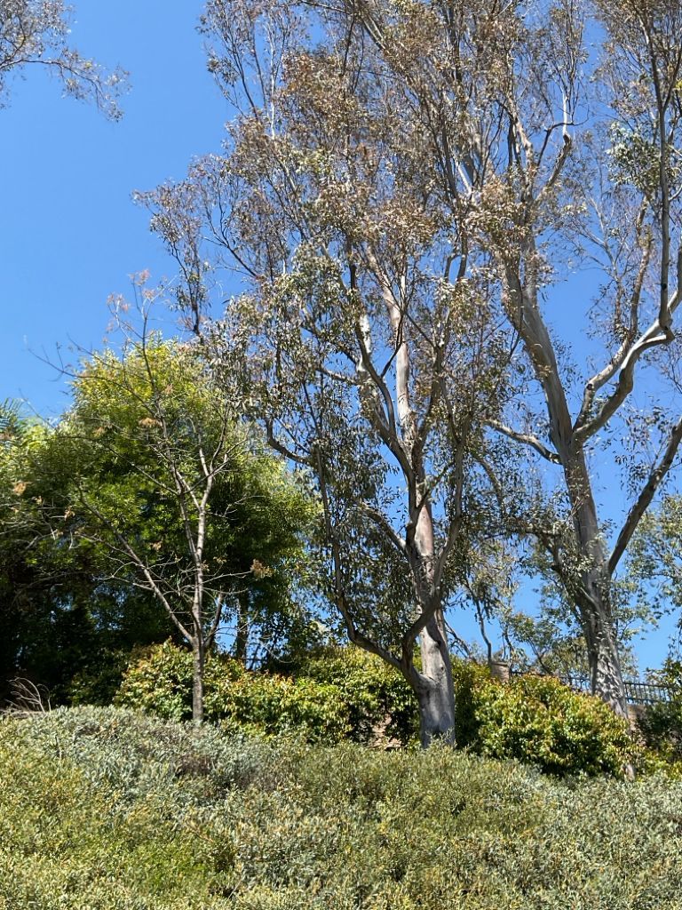 eucalyptus  tree before restoration