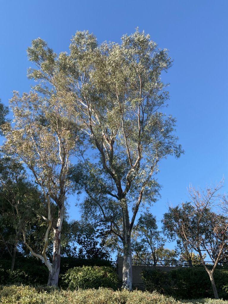 Eucalyptus tree after arborist care