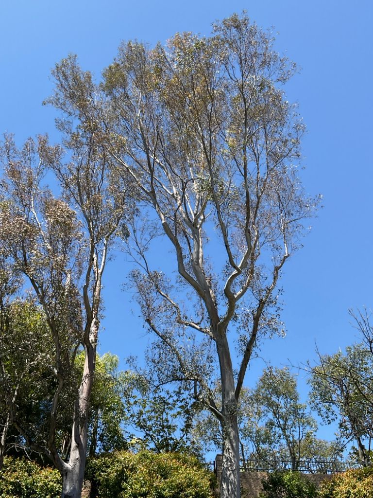 eucalyptus  tree before restoration