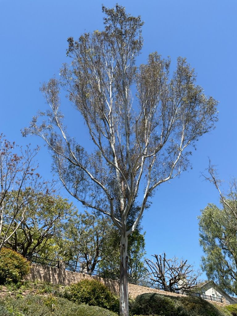 eucalyptus  tree before restoration