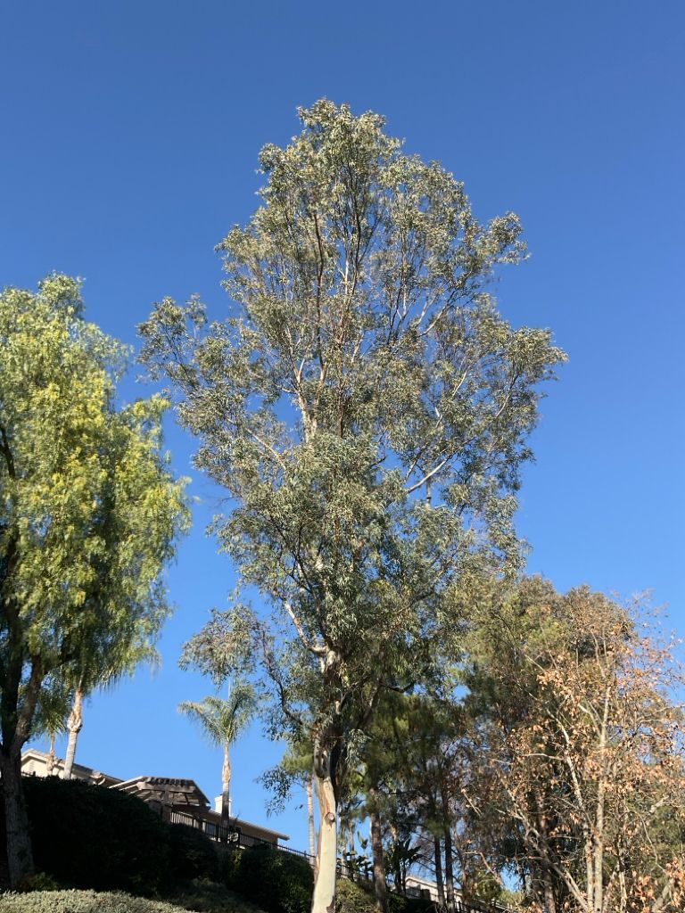 Eucalyptus tree after arborist care