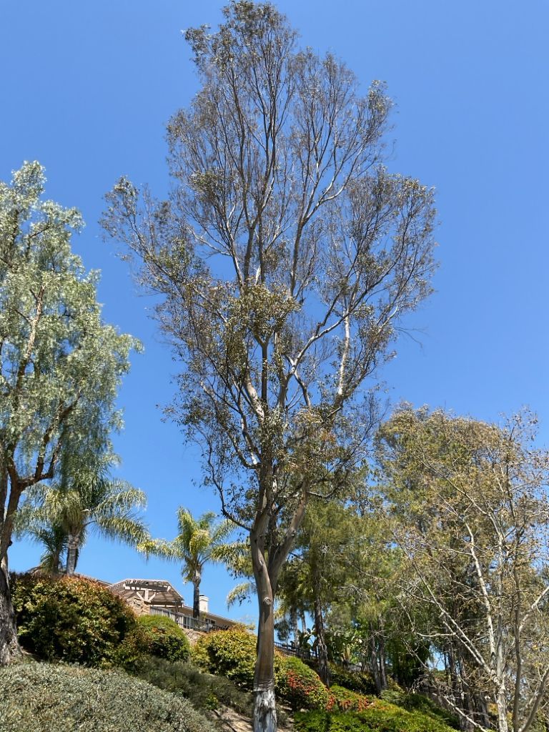 eucalyptus  tree before restoration