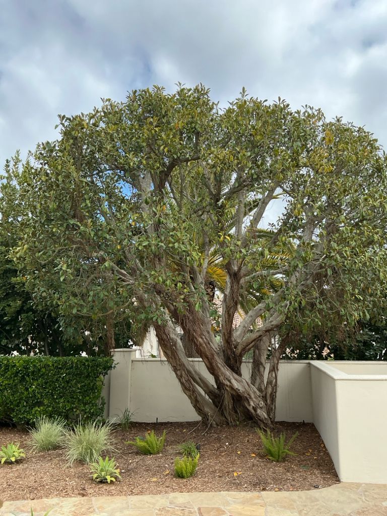 Ficus tree before and after pruning treatment