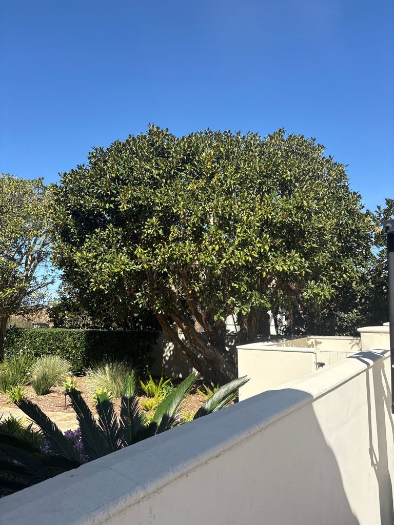 Ficus tree before and after pruning treatment