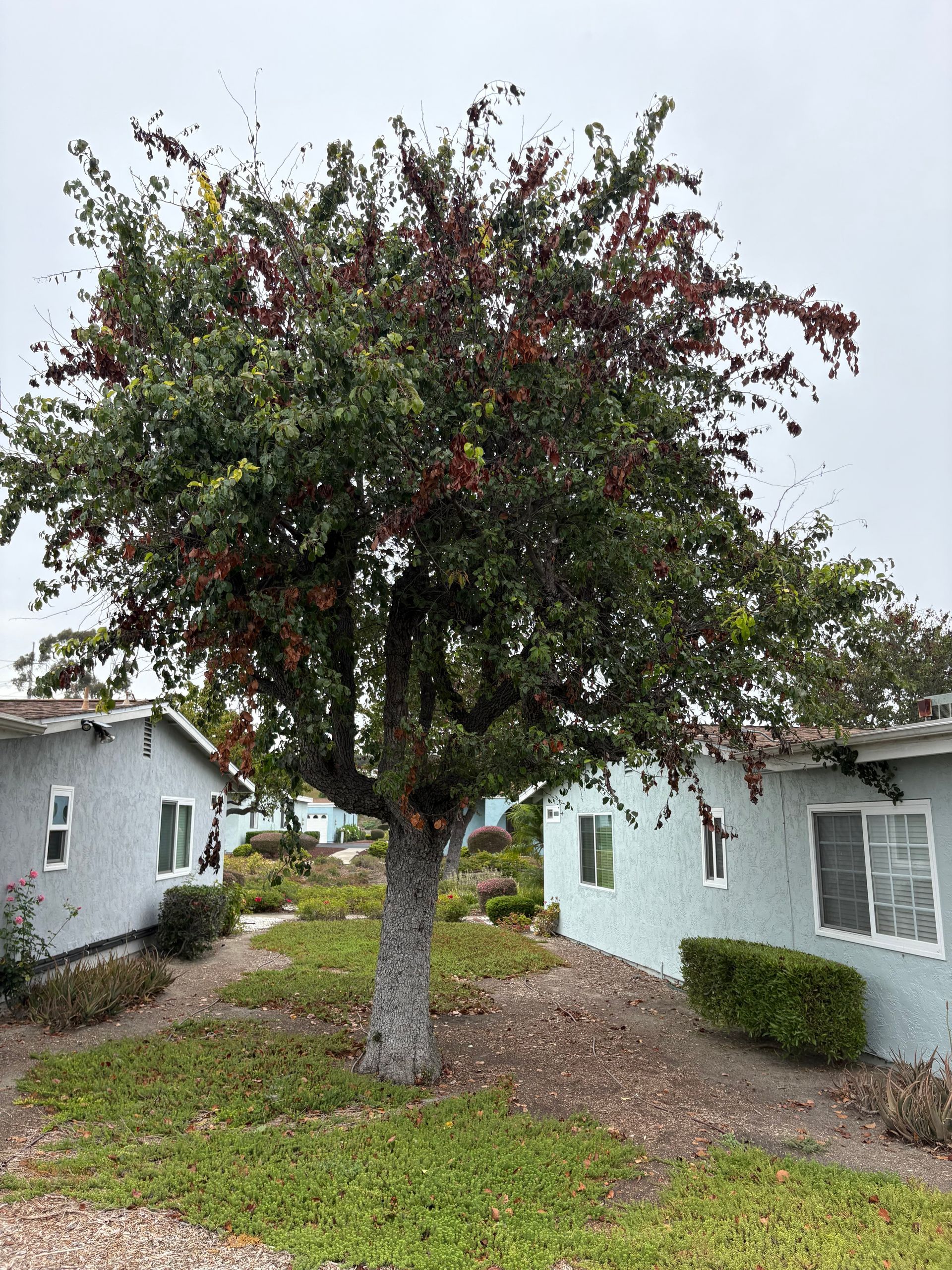 Palo verde tree after arborist care