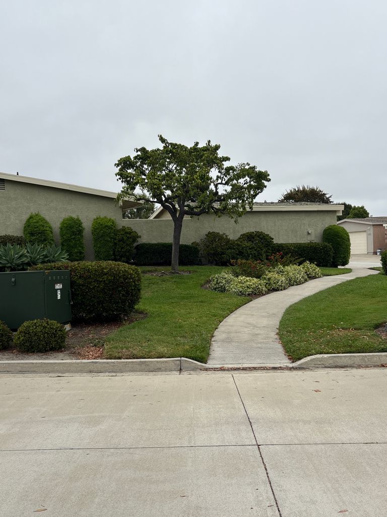 Palo verde tree after arborist care