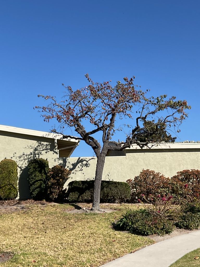 Palo verde tree before restoration