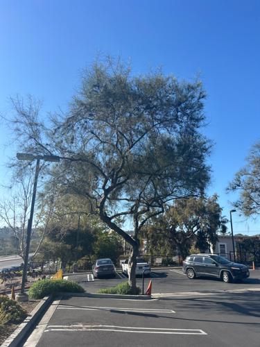 Palo verde tree before restoration