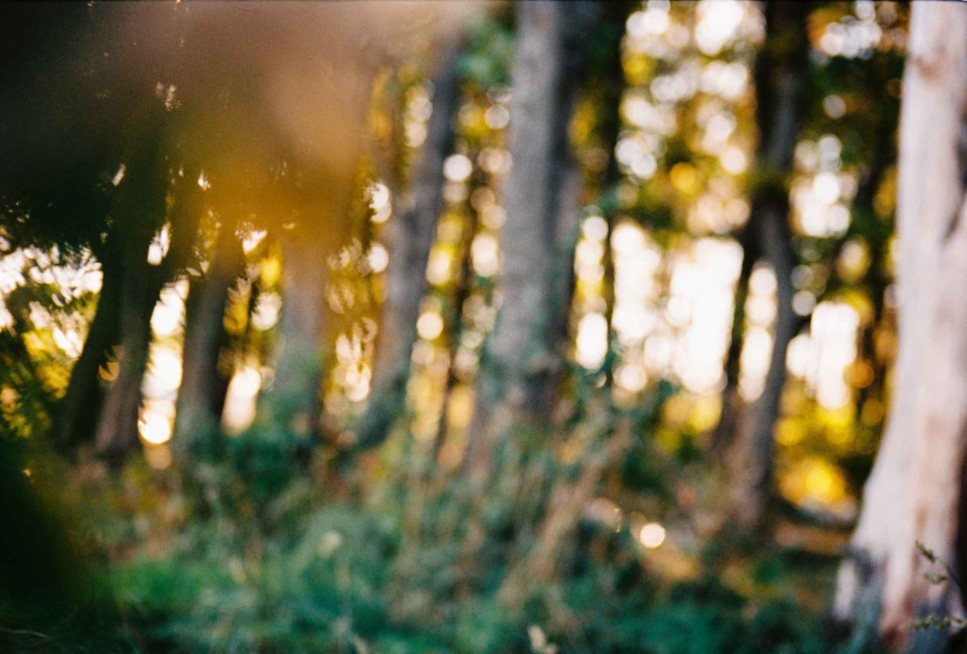 TreeLife gives tips on how to protect your trees from decline and beetles