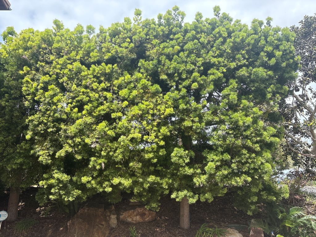 Palo verde tree after arborist care