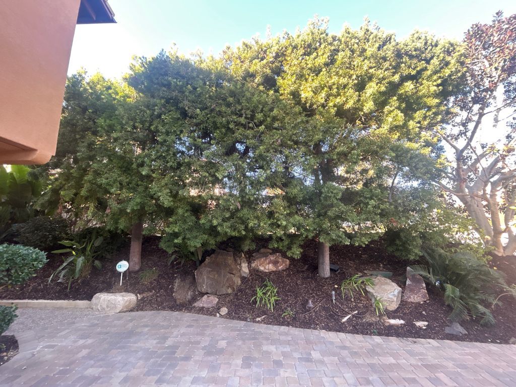 Palo Verde  tree before restoration