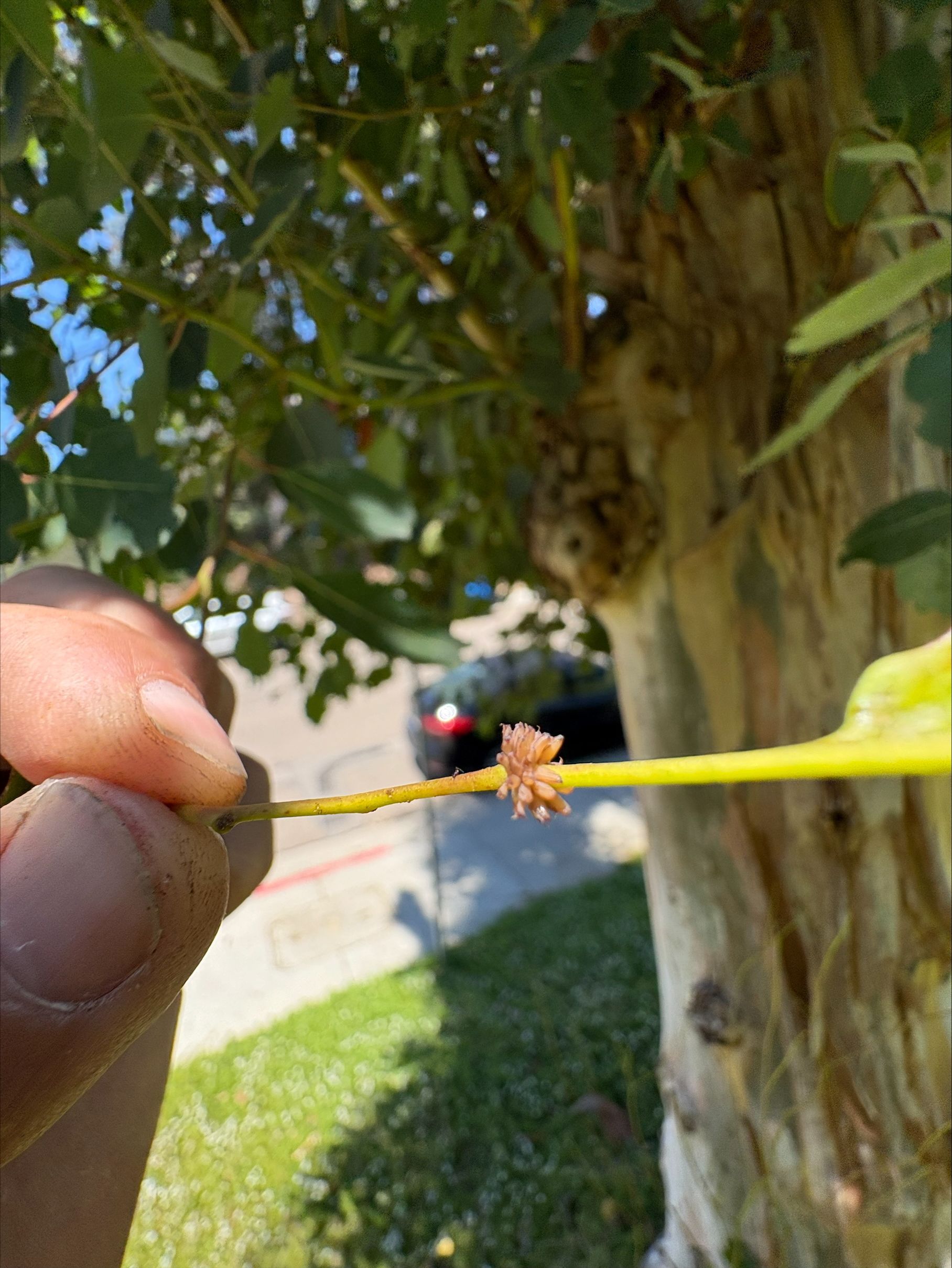 Fire blight disease affecting ornamental tree