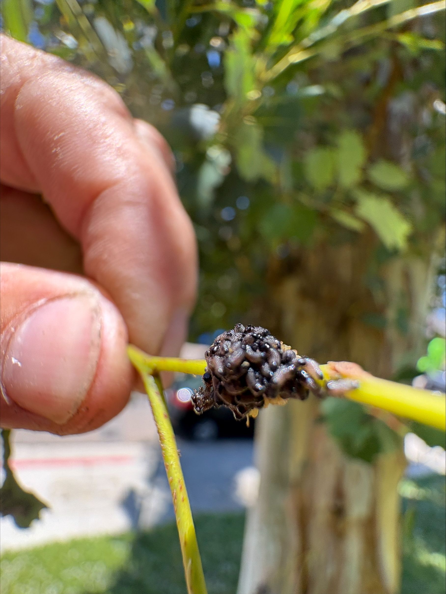 Fire blight disease affecting ornamental tree