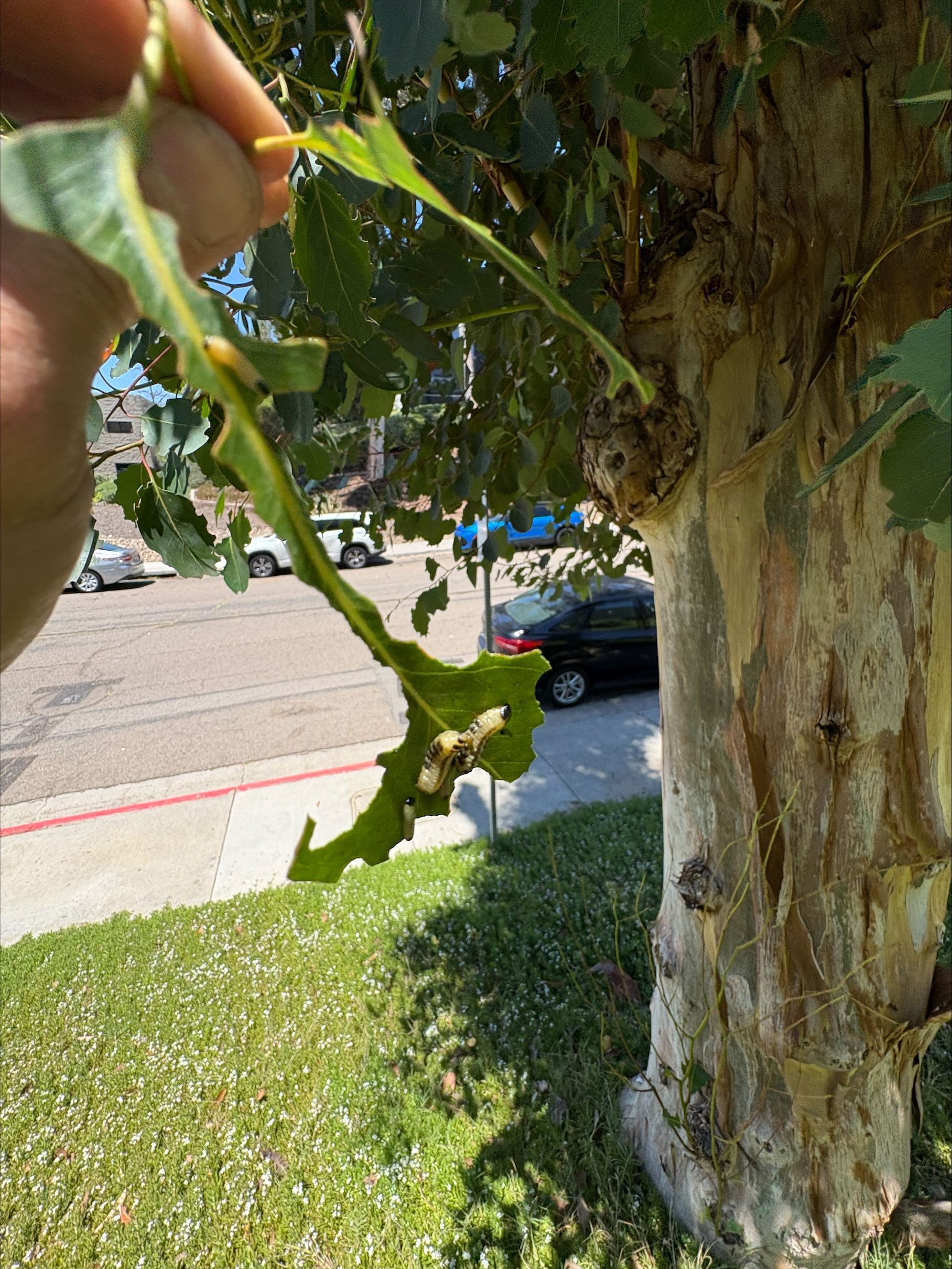 Fire blight disease affecting ornamental tree