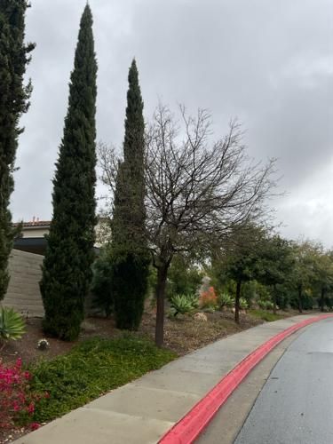 Palo verde tree after arborist care
