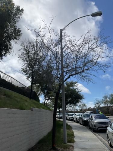 Palo verde tree before restoration