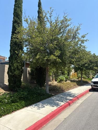 Palo verde tree after arborist care