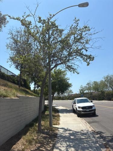 Palo verde tree before restoration