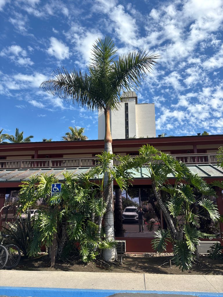 Royal palm tree after arborist treatment
