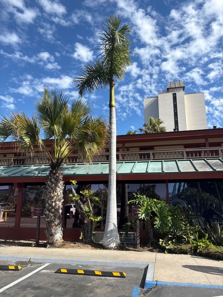 Royal palm tree after arborist treatment