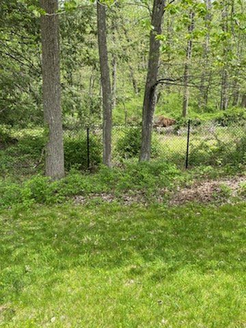 Wooded creekside with green grass, trees, and a wire fence in spring.