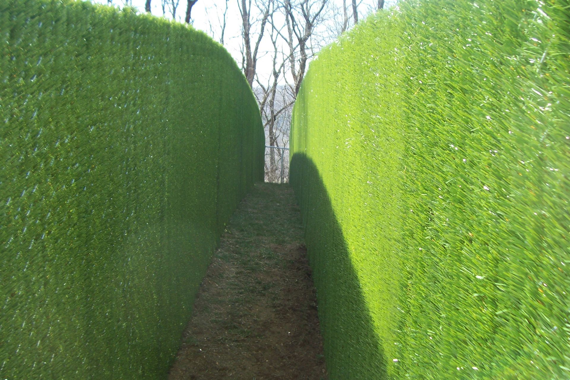 Narrow path between tall green hedges with trees visible above