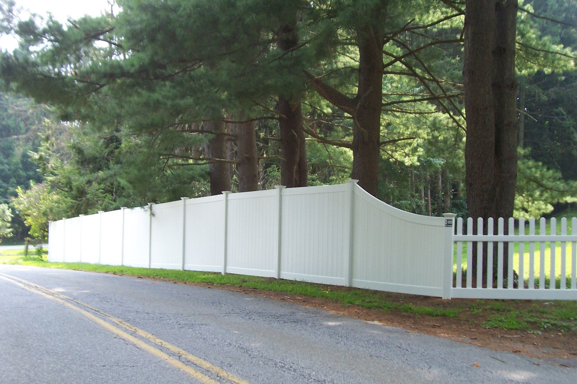 White fence along a roadside beside tall pine trees