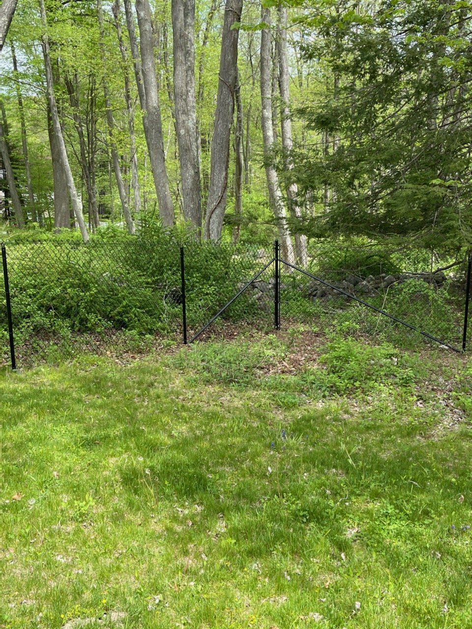 Green wooded area with a black fence, grass in the foreground, and tall trees in the background