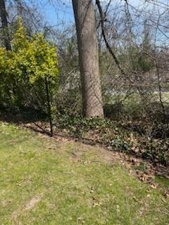 Grassy yard with a large tree trunk, yellow flowering bush, and wooded area in the background