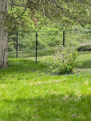Green backyard with a chain-link fence, trees, and a small bush in the grass