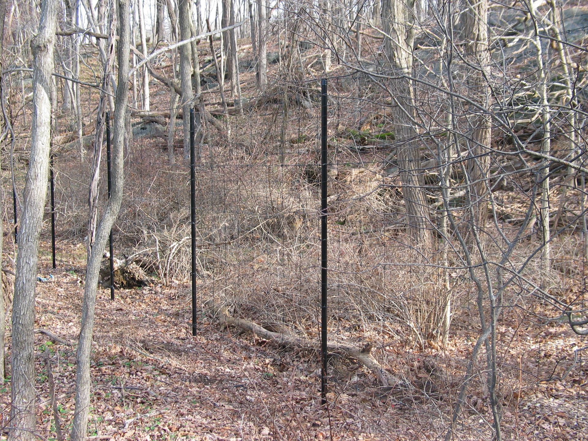 Bare wooded hillside with leafless trees and several dark fence posts in a forest clearing