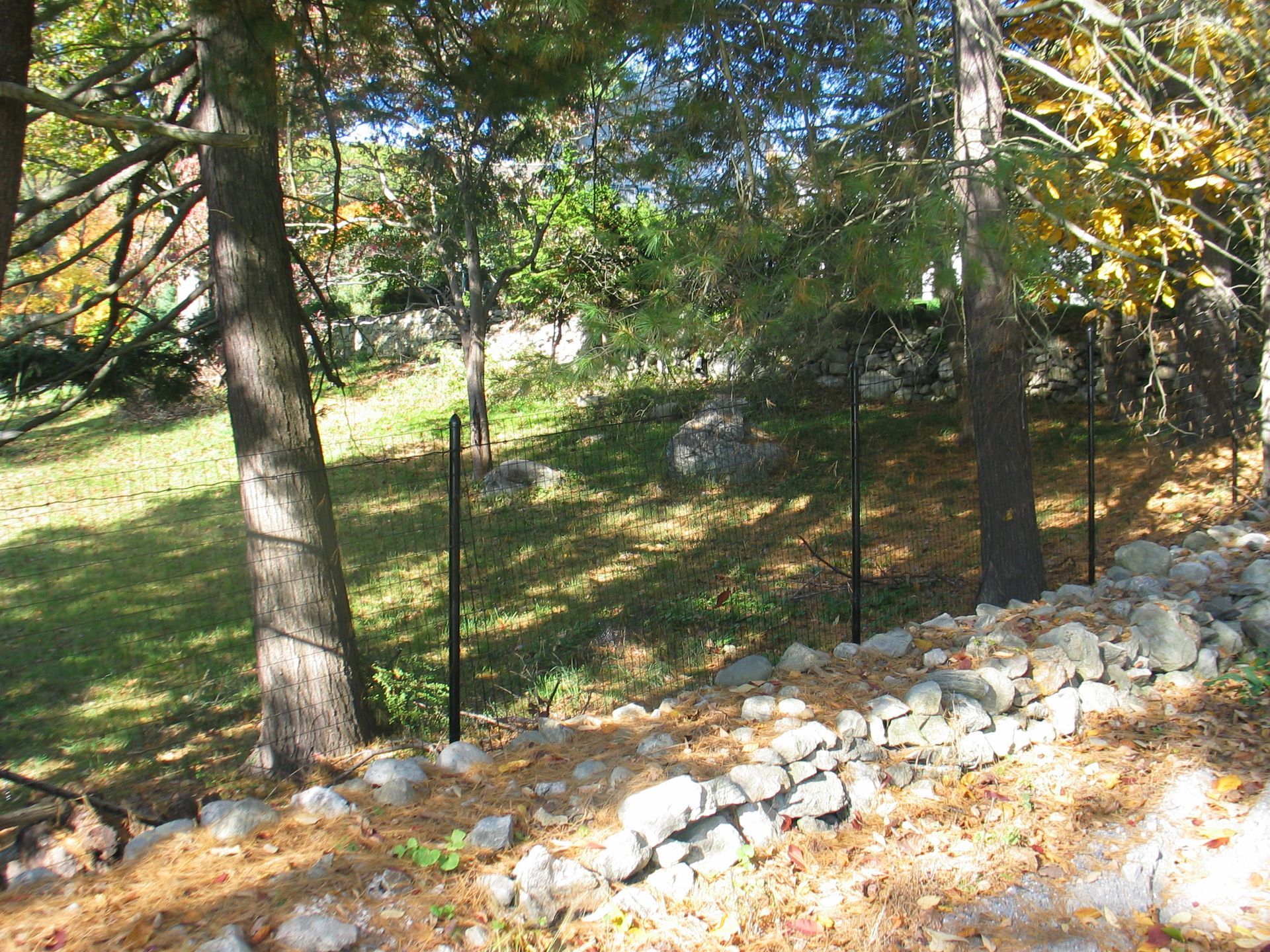Wooded hillside with pine trees and a rocky, sunlit ground cover