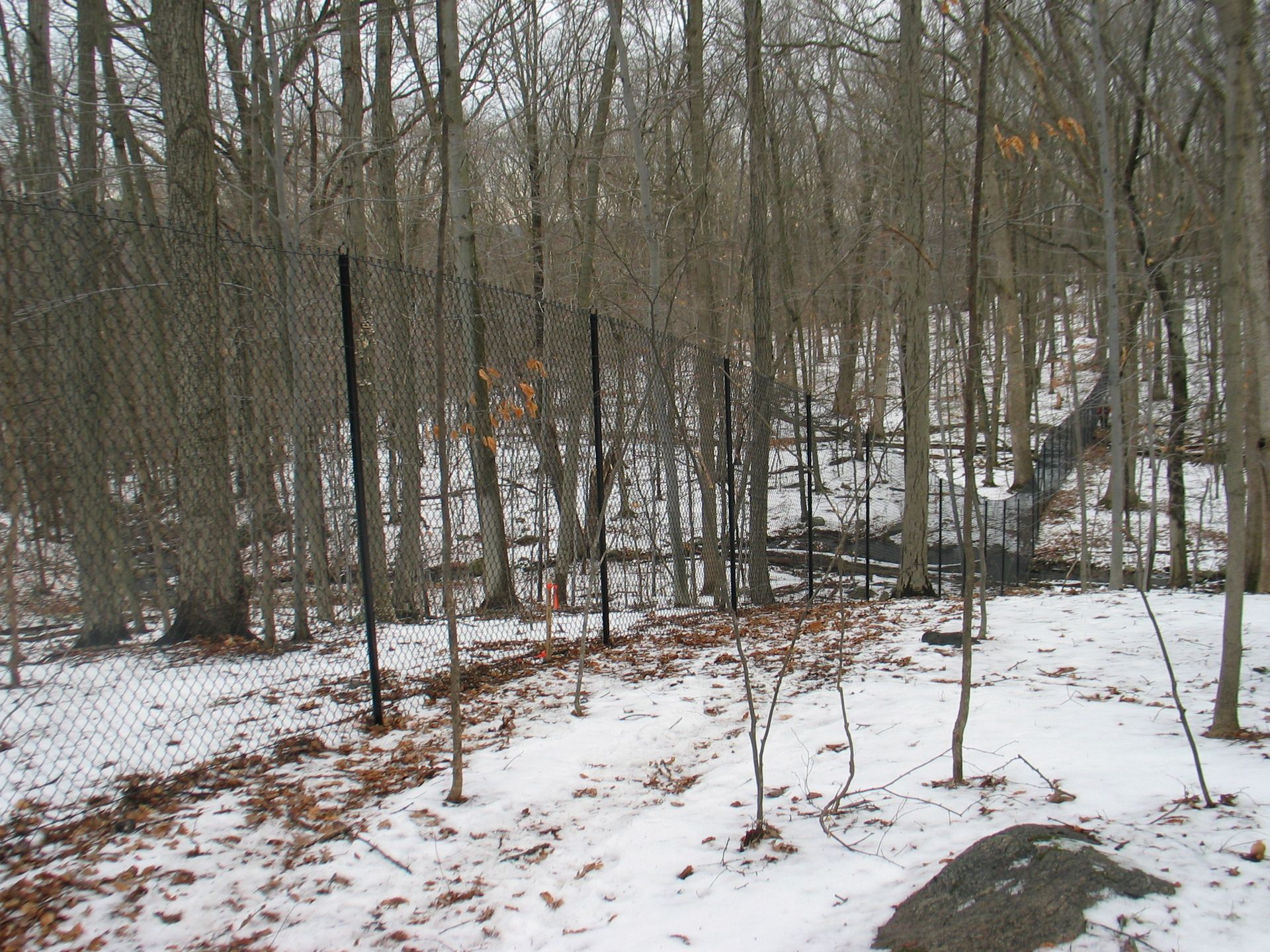 Snowy wooded hillside with bare trees and scattered leaves, viewed through a wire fence.