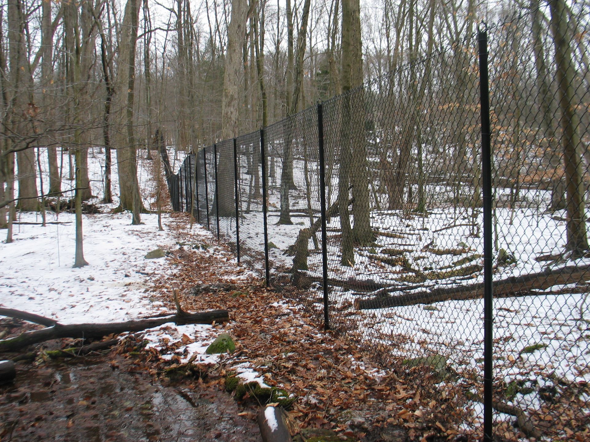 Snowy wooded path beside a black chain-link fence in a leafless forest