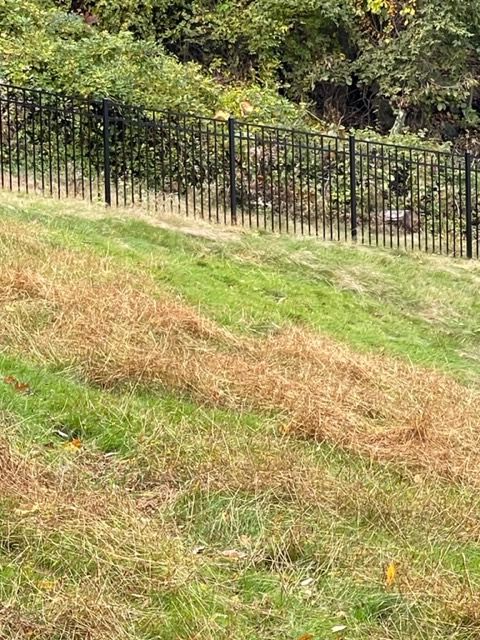 Grassy hillside with a black metal fence and trees in the background.